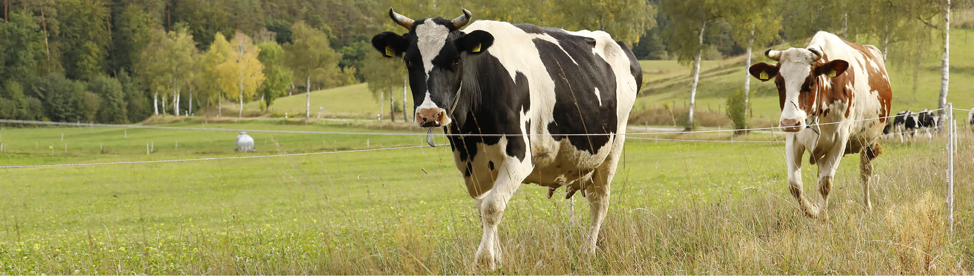 2400-Biohof-rinder